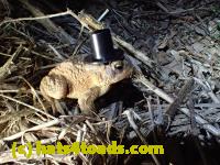 /home//u458753944/public_html/sourcegallery///////////////////////////////////////////Roxborough Toad Detour/2013-2019/2016/2016-03-31/P3310526.JPG